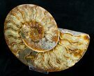 Bargain Inch Ammonite (Half) #4540-1